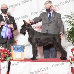 Onyx - Giant Schnauzer