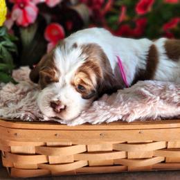 Baby Ruth - Liver white and tan female English Springer Spaniel puppy in Westover, Maryland from Sterling's springer Haven
