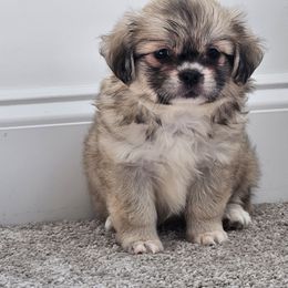 Girl 3 - Sable female Tibetan Spaniel puppy in Jacksonville, North Carolina from Coliseum de Cassiope