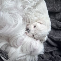 Maltese Puppies from AKC Maltese California
