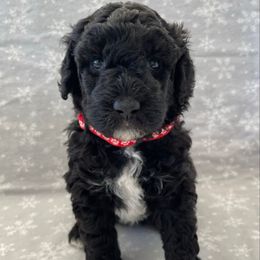 Red - Black and white female Sheepadoodle puppy in Archer, Florida from Gainesville Sheepadoodles