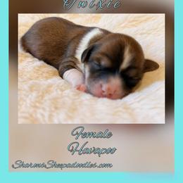 Trixie - Red sable female Havapoo puppy in Roseburg, Oregon from Sharon’s Sheepadoodle’s