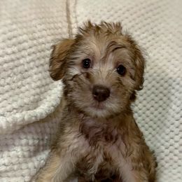 Cockapoos and Schnoodles from Bri & Dar’s Beloved Doodles