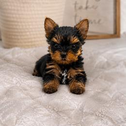 Tiny Puff - Black and tan female Yorkshire Terrier puppy in Phoenix, Arizona from Luxury Pups AZ