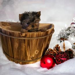 Yorkshire Terrier Puppies from Yorkies Kisses