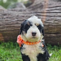 Tails- Orange Collar - Tri-color male Bernedoodle puppy in Bonham, Texas from Happy Valley Puppies