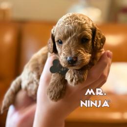 Mr. Ninja - Apricot male Cavapoo puppy in Sacramento, California from Dandy Doodles Goldendoodles