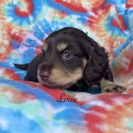 Louie - Chocolate and cream male Dachshund puppy in Gray, Louisiana from EB's Cajun Lil' Doxies