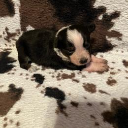 Hersey - Blue male Australian Cattle Dog puppy in Lancaster, Minnesota from Weleski Chocolate Heelers