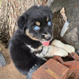 Faith - Blue merle female Australian Shepherd puppy in Harrah, Oklahoma from Whippoorwill Aussies of Oklahoma