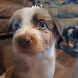 REED - Red merle male Australian Shepherd puppy in Salem, Arkansas from Patchwork Kennels