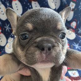 Maggie - Blue fawn female French Bulldog puppy in Manchester, Iowa from Stogdill's Baby Bullies