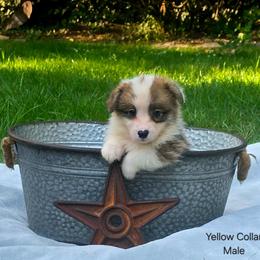 Yellow Collar Male - Red male Pembroke Welsh Corgi puppy in Tenino, Washington from LoneStar Corgis NW