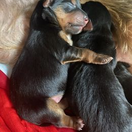 Yorkshire Terriers from Ammie's Yorkies