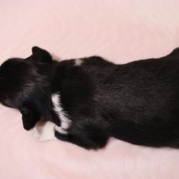 Miniature Australian Shepherd Puppies from Garay Mini Aussies