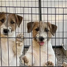Brittanys, Miniature American Shepherds, and Russell Terriers from Katelyn M Ford
