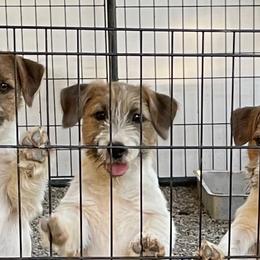 Brittanys, Miniature American Shepherds, and Russell Terriers from Katelyn M Ford