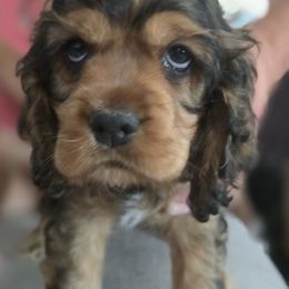 Dusty, blue collar - Sable male Cocker Spaniel puppy in South Milwaukee, Wisconsin from South East Wisconsin cocker spaniels