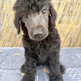 Gatsby (zSylvia) - Silver male Poodle puppy in Meadowbrook, California from Standard Poodle Pups