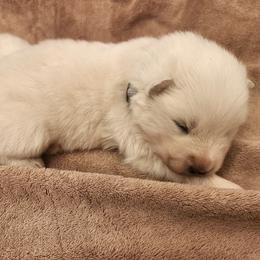 Shadow - White male Samoyed puppy in Morgan, Utah from Carriage Court Kennels