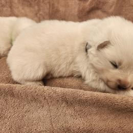 Shadow - White male Samoyed puppy in Morgan, Utah from Carriage Court Kennels