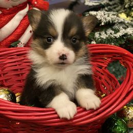 Pembroke Welsh Corgi Puppies from JK Corgis
