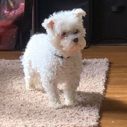 Max - Maltese