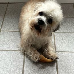 Dandie Dinmont Terrier Puppies from Bonnyrigg