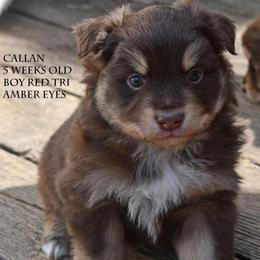 Callan - Red tri male Miniature Australian Shepherd puppy in Patterson, North Carolina from DreamLine Aussies