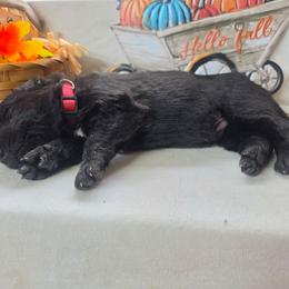 Red Collar Male - Black male German Shepherd puppy in Cadet, Missouri from Working Valley Shepherds