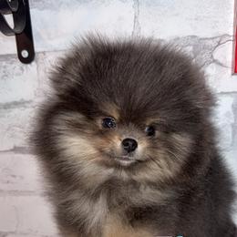 Bandit - Blue and tan male Pomeranian puppy in Perry County, Ohio from Speechless Pom’s