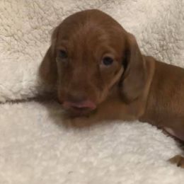 Dachshunds from Circle D's Dachshund