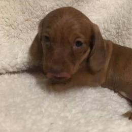 Dachshunds from Circle D's Dachshund