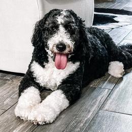 Bernedoodles and Poodles from WWBar Bernedoodles