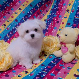 Female 1 - White female Maltese puppy in Fresno, California from Soua's Pups