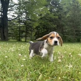 Iris - Black tan and white female Beagle puppy in St. Cloud, Minnesota from Beagle Blessings