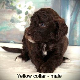 Goldendoodle Puppies from K9 Sidekicks, LLC