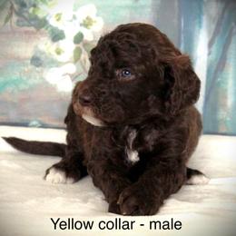 Goldendoodle Puppies from K9 Sidekicks, LLC