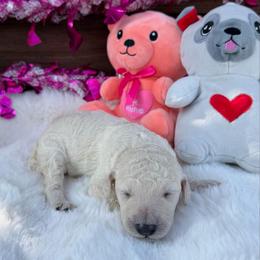 Ollie - White male Poodle puppy in Roseville, California from Aura & Luxe Poodles