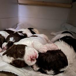 Lagotto Romagnolo Puppies from Joyful Heart