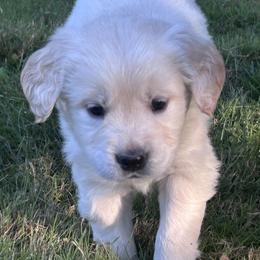 Golden Retriever Puppies from Trillium Spring's Goldens