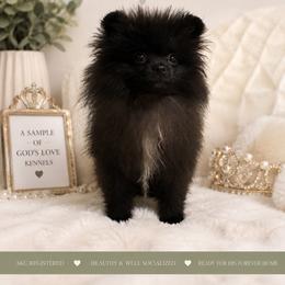 Mini Mickey - Black male Pomeranian puppy in Childersburg, Alabama from A Sample Of Gods Love Kennels