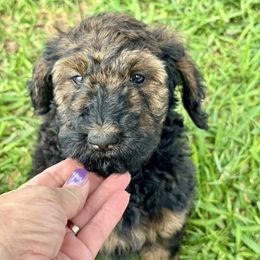 Sweet tart - Black Bernedoodle puppy in San Antonio, Texas from Chocolate Pet Connection