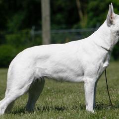 Iris - Berger Blanc Suisse