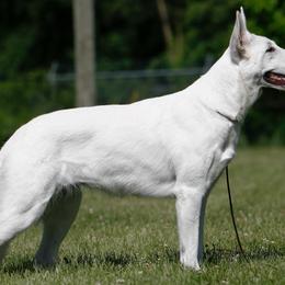 Iris - Berger Blanc Suisse