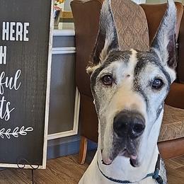 Great Danes from Pacific Blue's Danes