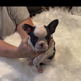 Boy puppy 2 - Black and white male Boston Terrier puppy in Covington, Georgia from Tuxedo Bostons and French Bulldogs