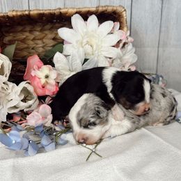 Aussiedoodle and Goldendoodle Puppies from Utah Faith Doodles