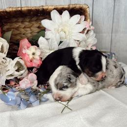 Aussiedoodle and Goldendoodle Puppies from Utah Faith Doodles