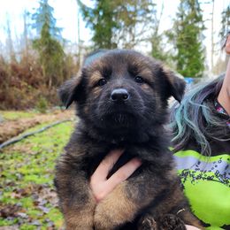 German Shepherd Puppies from Diwaids Working German Shepherd Dogs